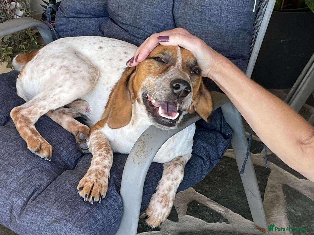 Mixed Breed dogs for adoption: Terry needs a loving home  - Image 2