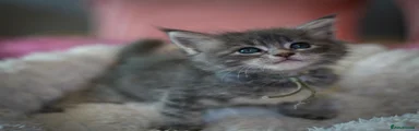 Maine Coon 4