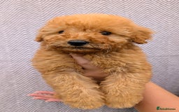 Labradoodle dogs for sale: READY NOW-HEALTH TESTED F1B Miniature Labradoodle - Image 12