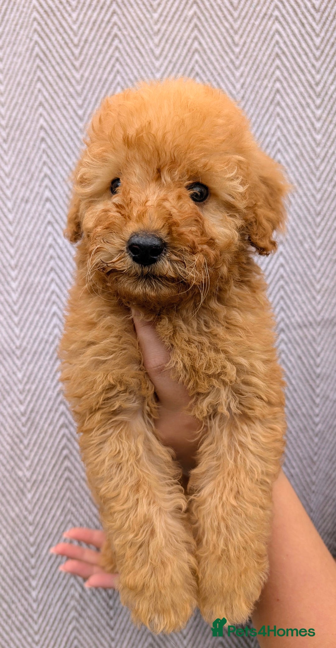 Labradoodle dogs for sale: READY NOW-HEALTH TESTED F1B Miniature Labradoodle - Image 12