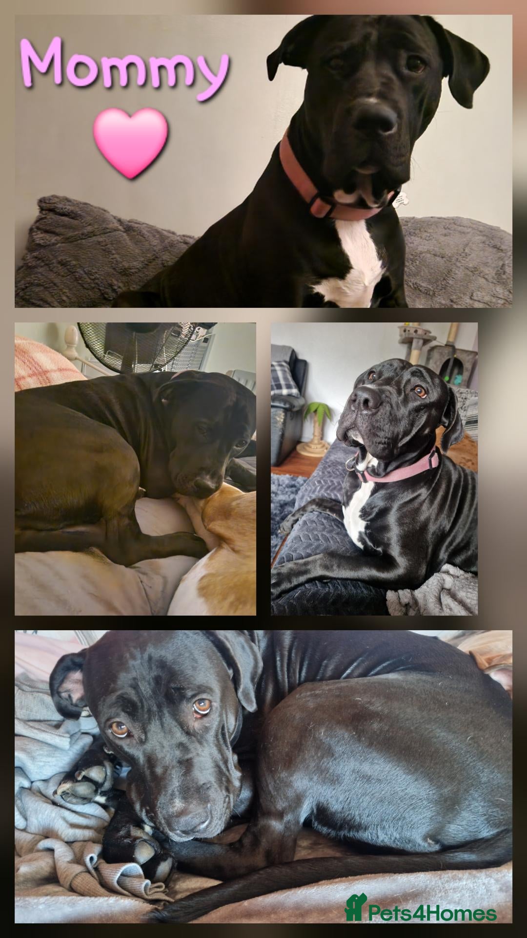 Mixed Breed dogs for sale: 11 stunning American bulldog/Staff puppies *Merle* - Advert 1