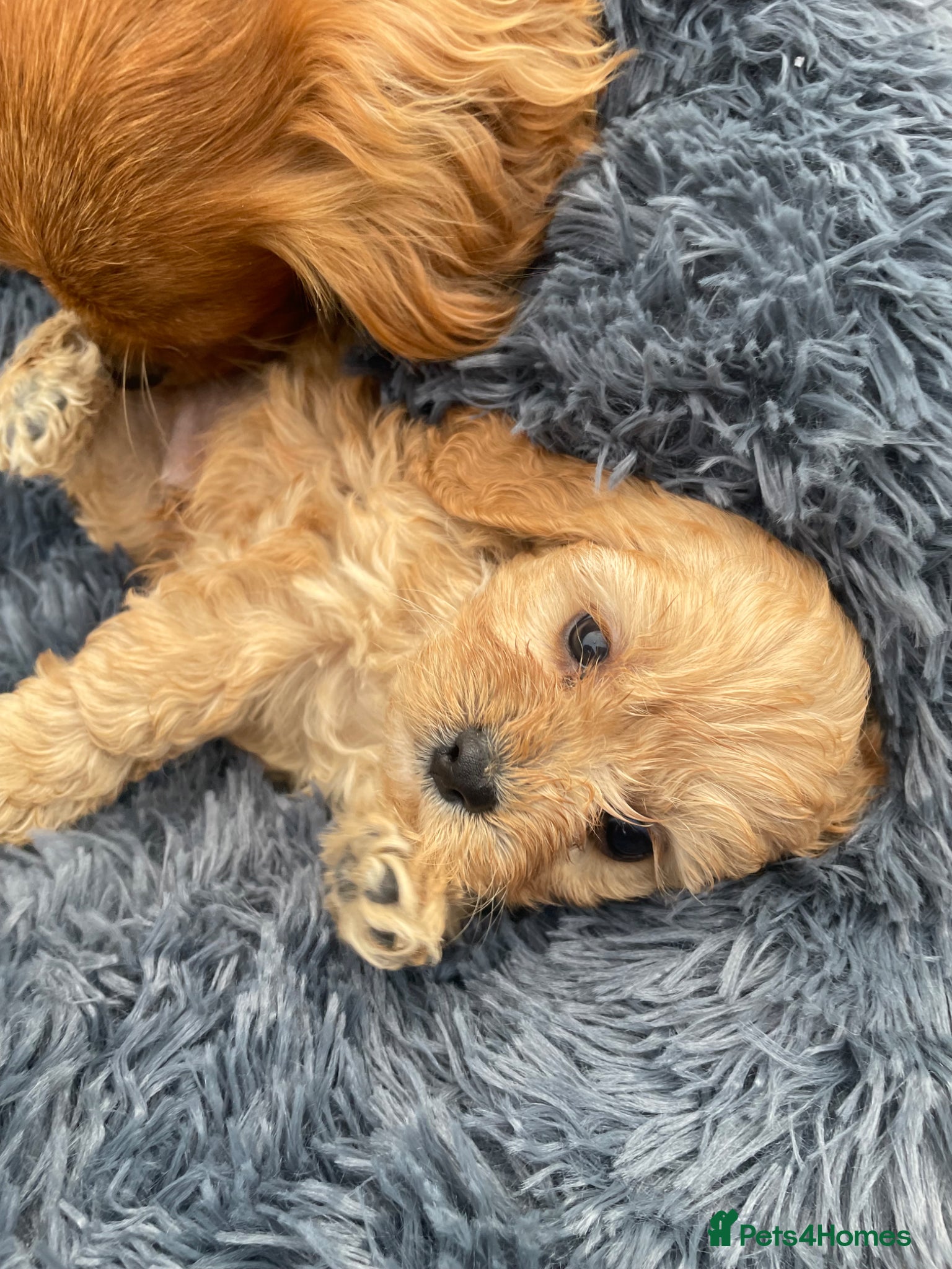 Cavapoo dogs Charming cavapoo puppies  - Advert 7