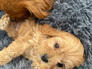 Cavapoo dogs Charming cavapoo puppies - Advert 7