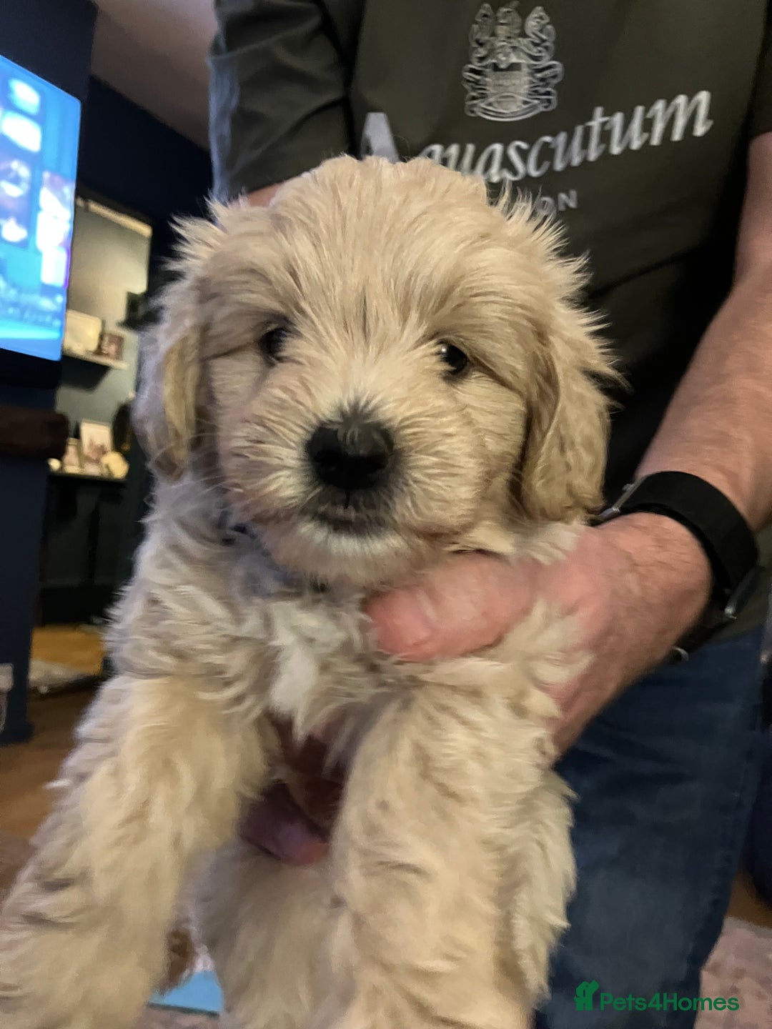 Schnoodle dogs for sale: Schnoodle puppies 3 available from a litter of 5 - Advert 15