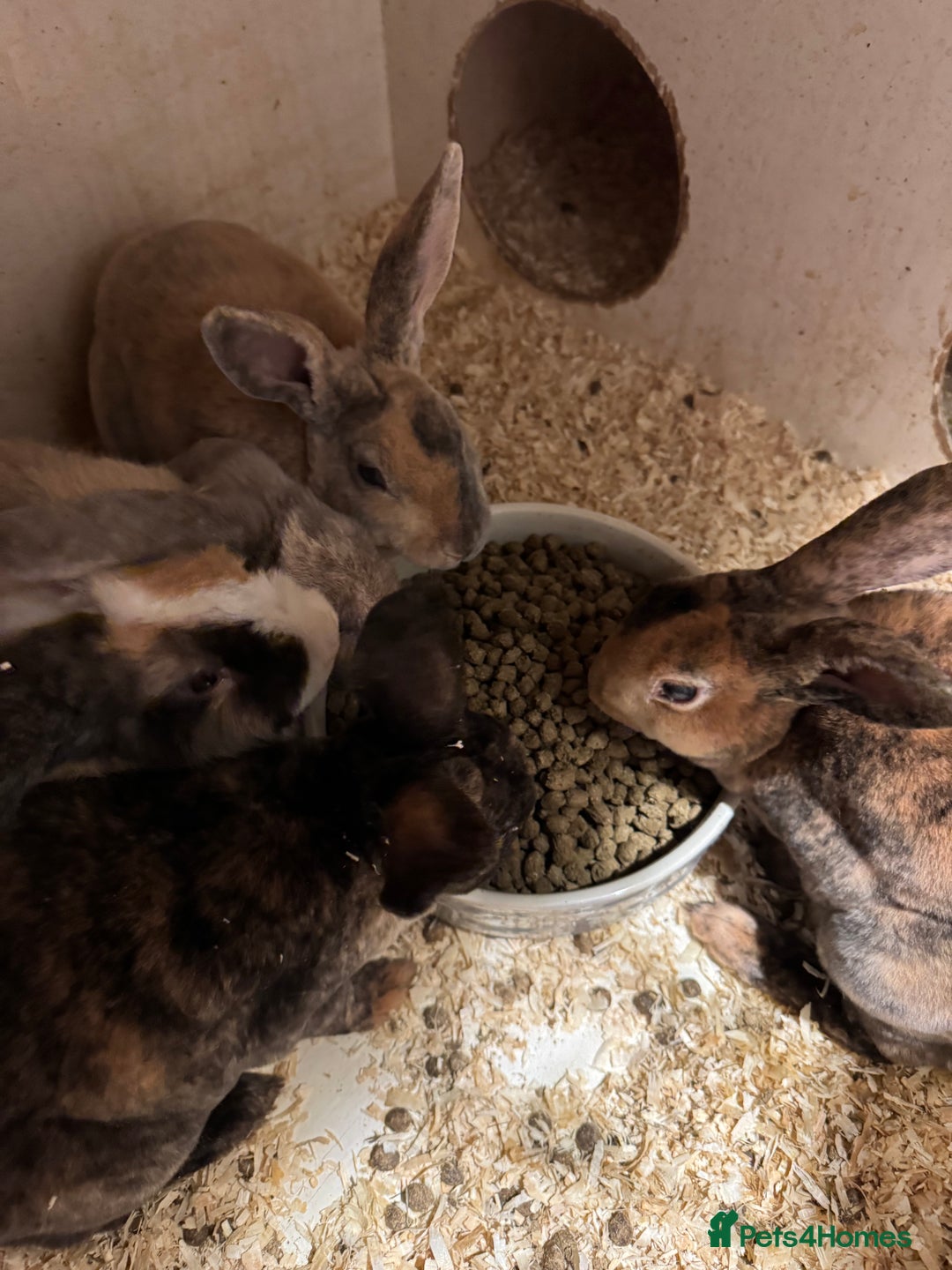 Mixed Breed rabbits for sale: Mixed baby rabbits  - Advert 9