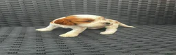 Cavapoo dogs for sale: Beautiful cavapoo puppies  - Advert 6