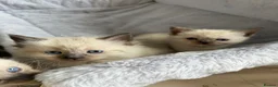 Ragdoll cats for sale: 5 ragdoll kittens - Advert 5