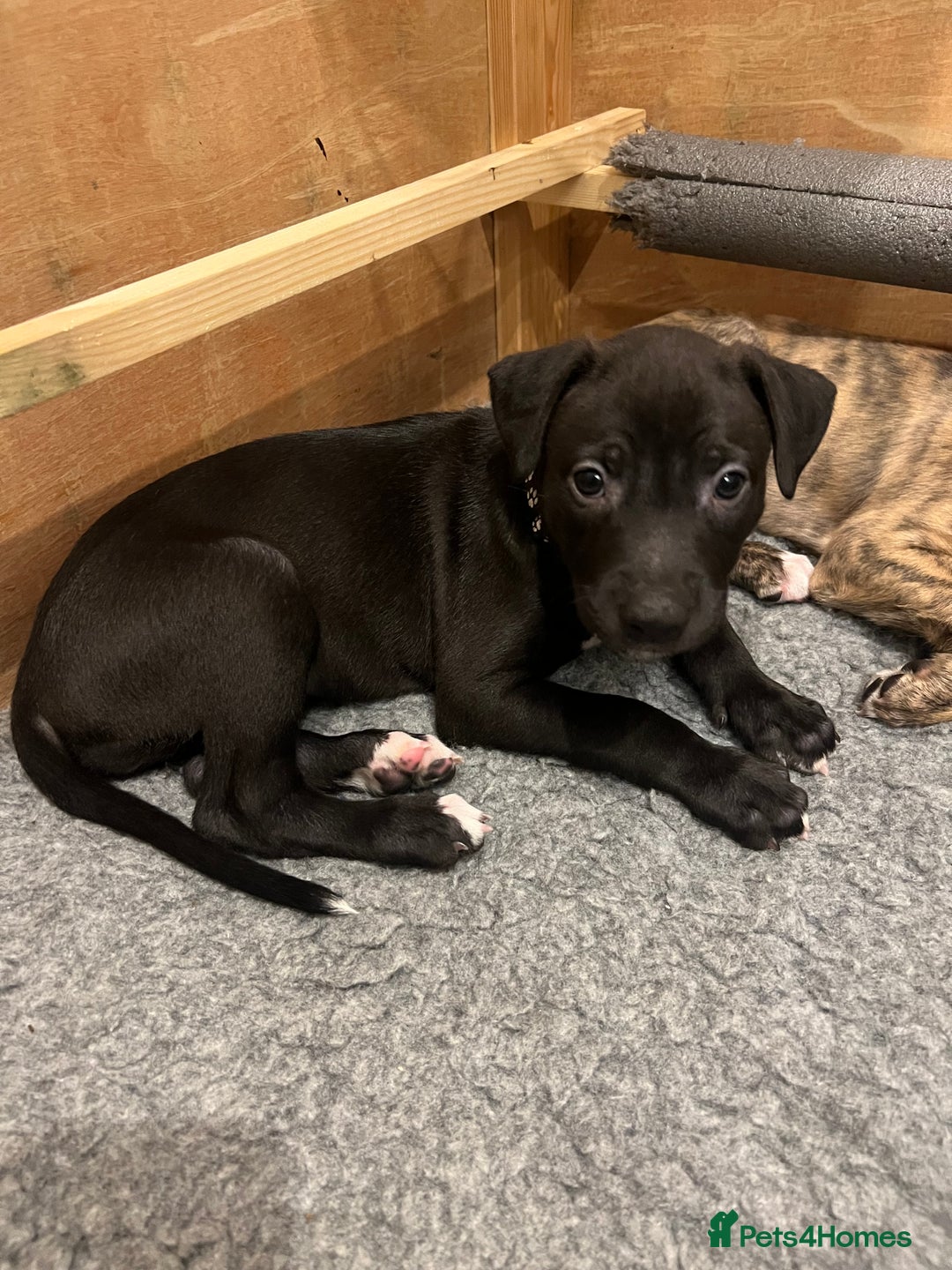 Mixed Breed dogs for sale: Lurcher Puppies - Advert 2