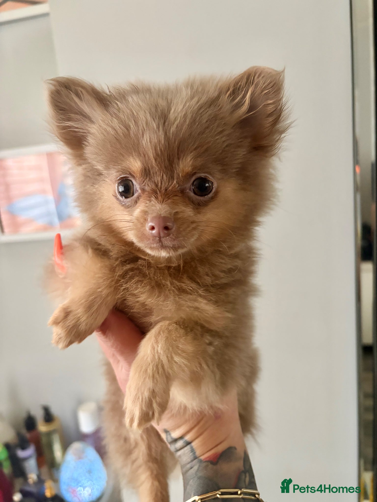 Pomeranian dogs for sale: Amazing lilac and tan micro  girl  - Advert 9