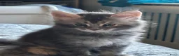Maine Coon cats for sale: ✨ TICA Registered Maine Coon Boys ✨ - Advert 10