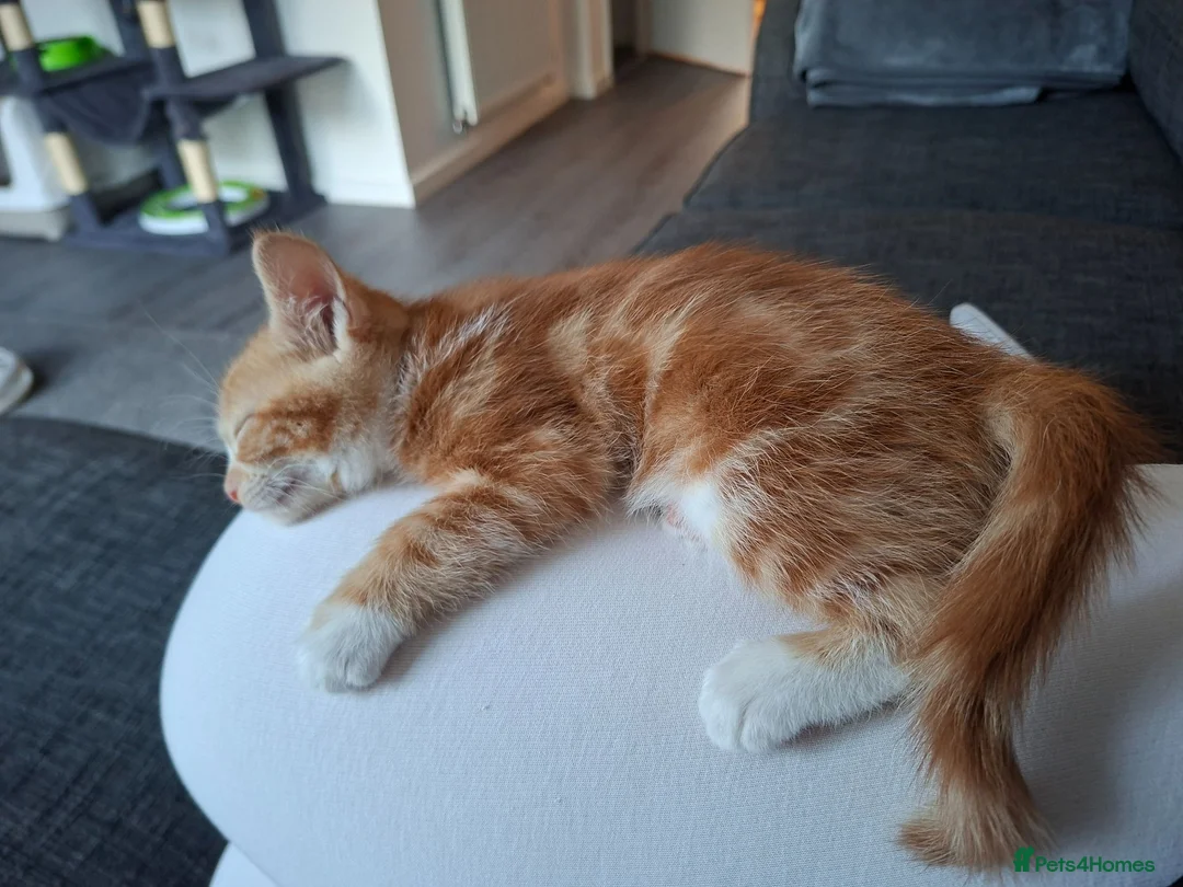 Mixed Breed cats for sale: Kitten - female ginger - Advert 11