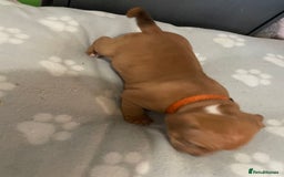 Staffordshire Bull Terrier dogs for sale: Staffy puppy  - Image 16