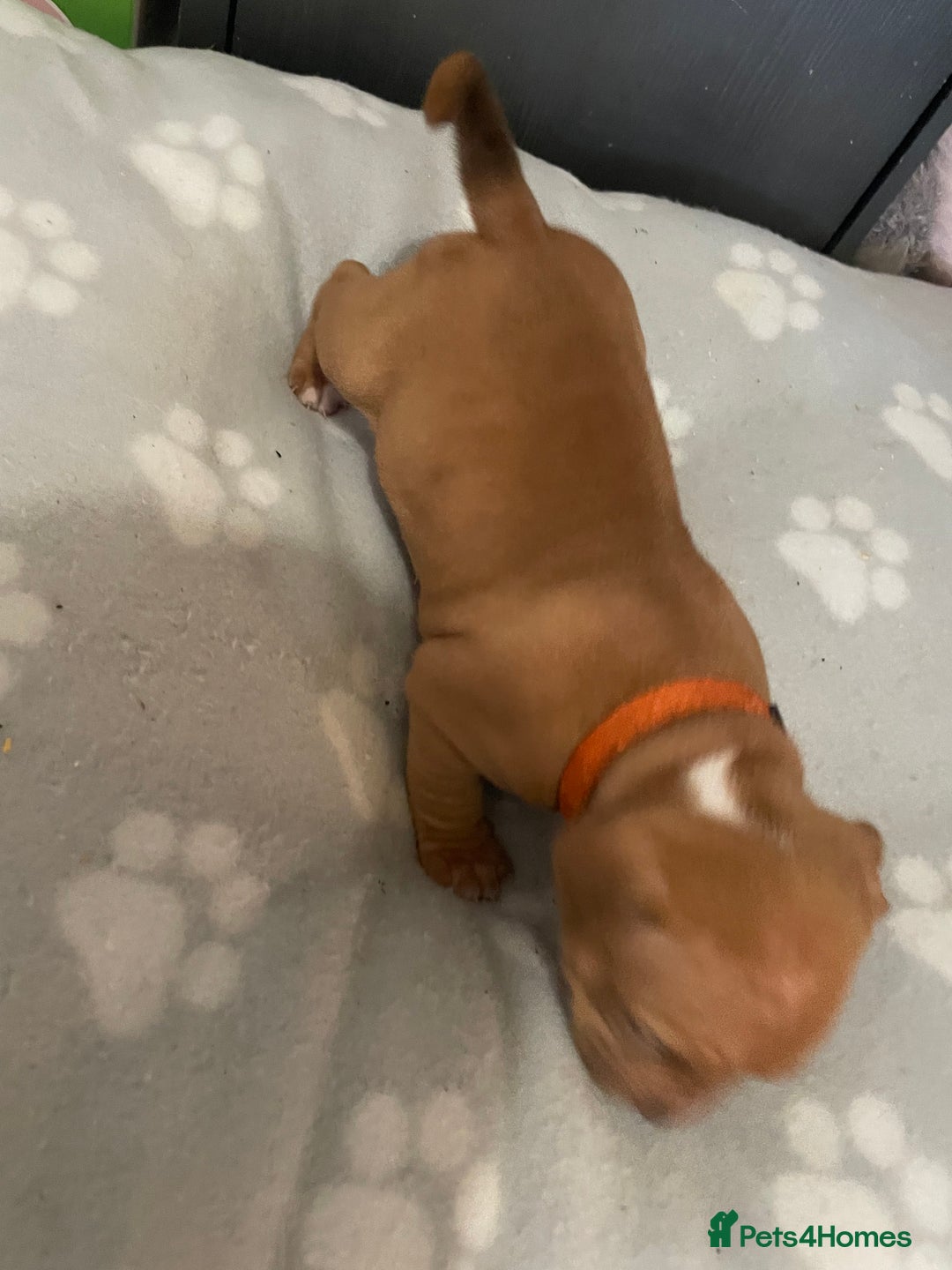 Staffordshire Bull Terrier dogs for sale: Staffy puppy  - Image 16