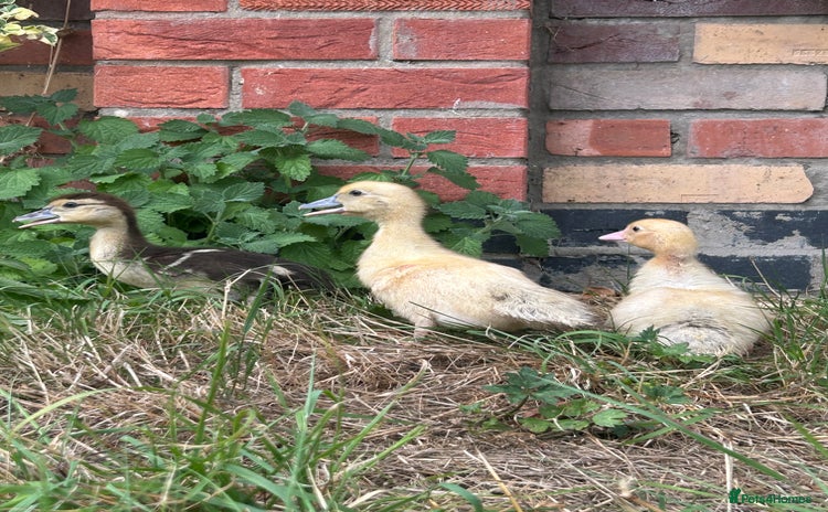 Ducks poultry - Advert 4