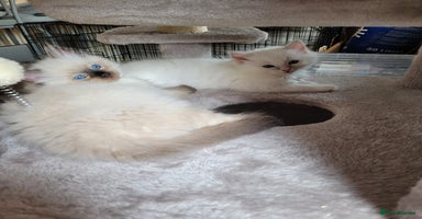 Ragdoll cats - Advert 7