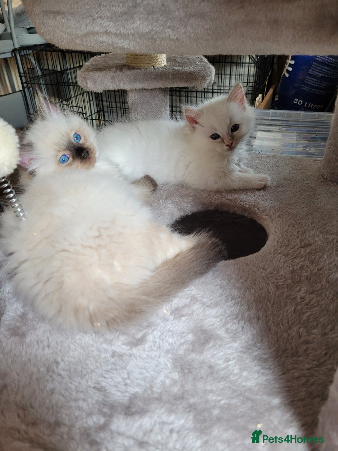 Ragdoll cats for sale: REDUCED Ragdoll kitten ready now - Image 1