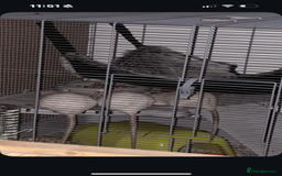 Rat rodents for sale: Rats for sale  - Image 1