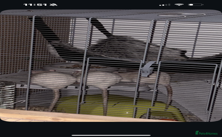 Rat rodents - Advert 13