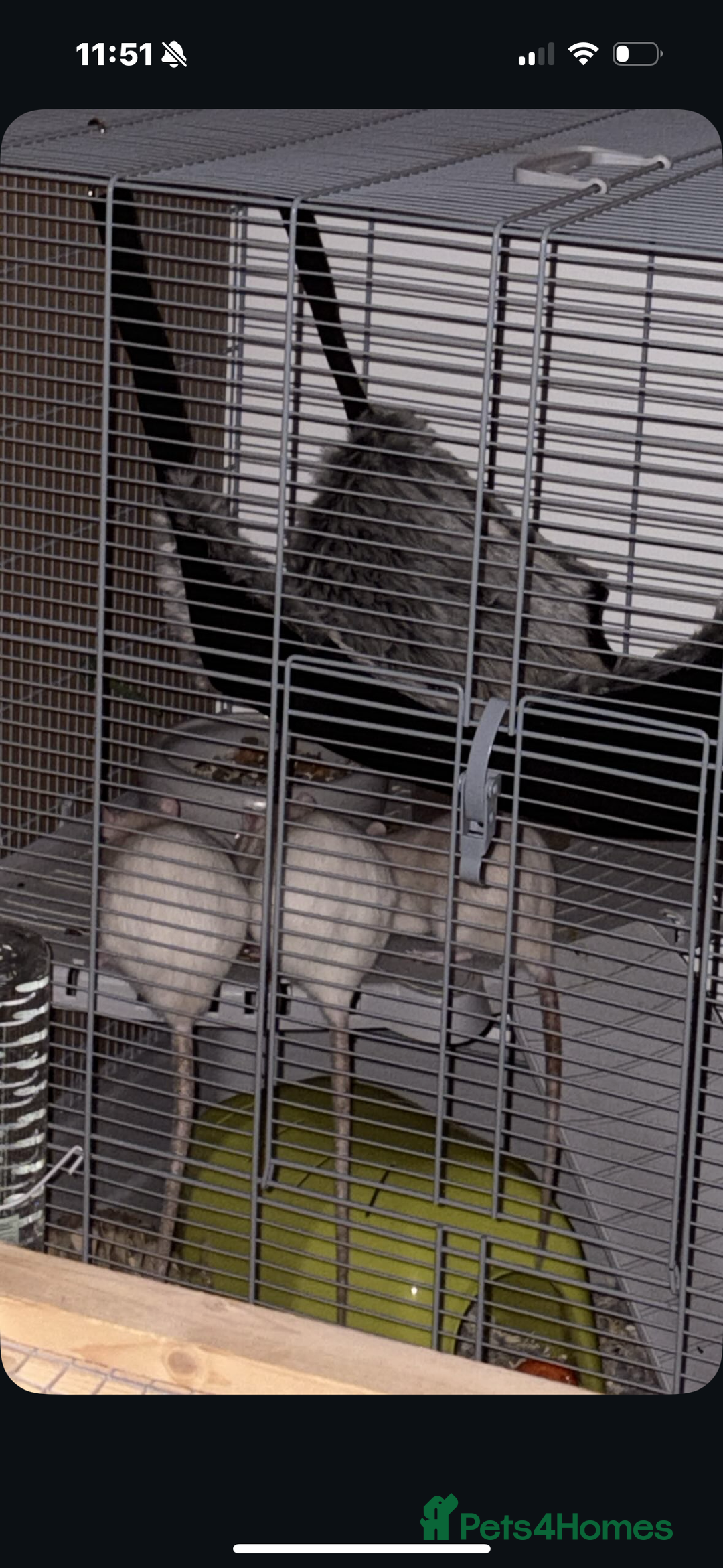 Rat rodents for sale: Rats for sale  - Image 1