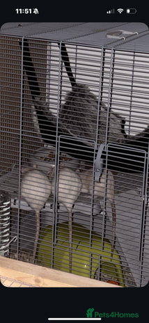 Rat rodents - Advert 6