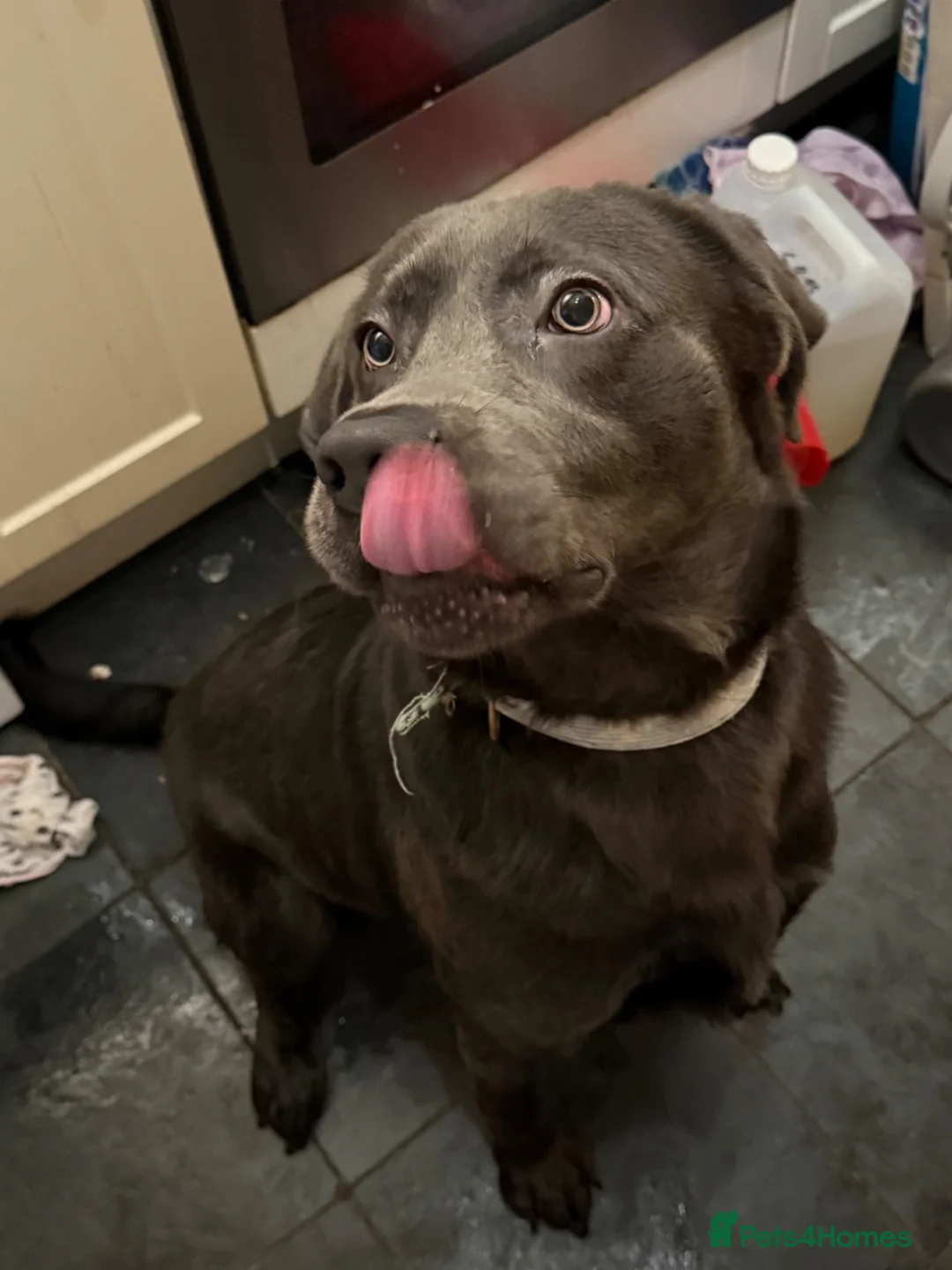 Labrador Retriever dogs for sale: Bruno – Friendly Labrador, Great with Children - Advert 2