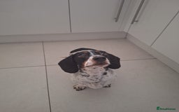 Miniature Dachshund dogs for sale: Miniature Dachsund  - Advert 15