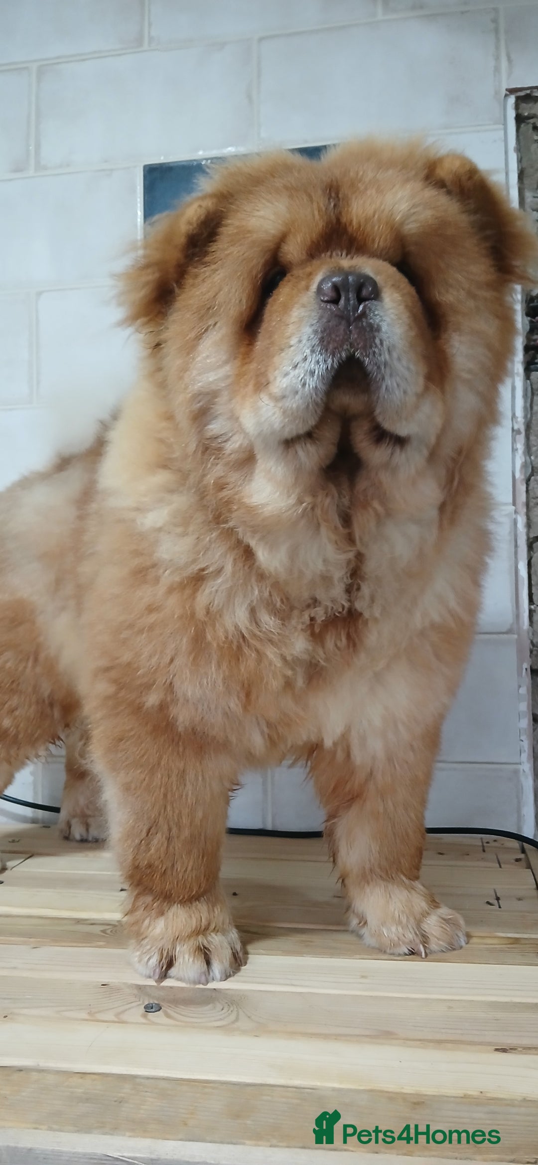 Chow Chow dogs for stud: Chow chow for stud - Advert 3