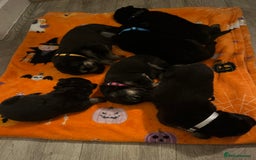 German Shepherd dogs for sale: German Shepard puppies.  - Image 8