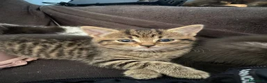 Mixed Breed Kitten 1