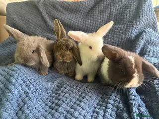 French Lop rabbits Beautiful French x mini lops - Advert 14