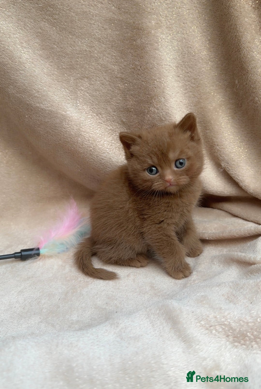 British Shorthair cats for sale: British Shorthair Kittens - Brown, lilac, silver in Birmingham - Image 3