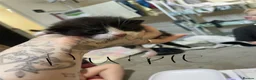 Domestic Shorthair cats for sale: 5 kittens looking for their forever homes  - Advert 9