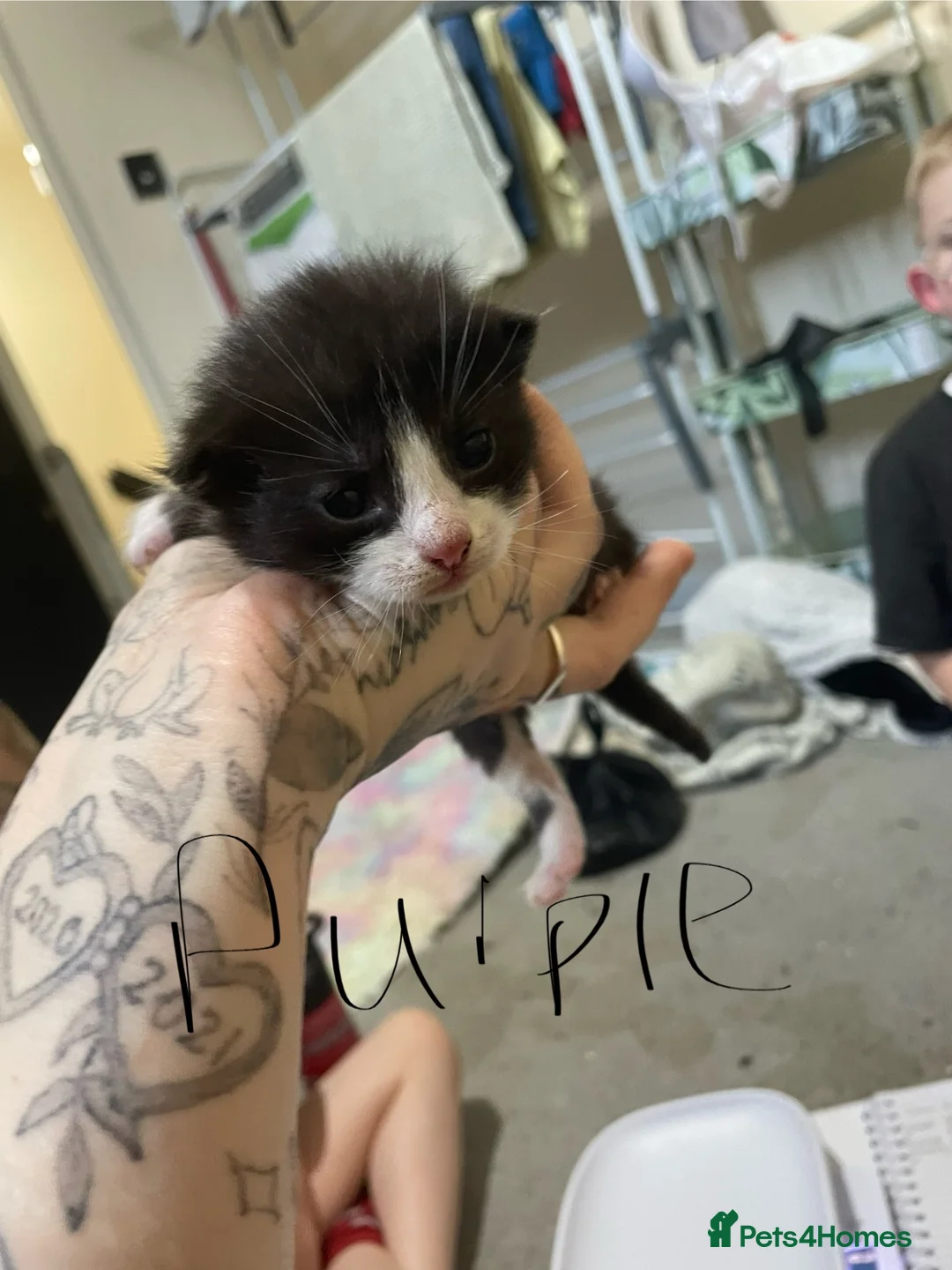 Domestic Shorthair cats for sale: 5 kittens looking for their forever homes  - Advert 9