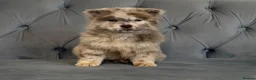Chow Chow dogs for sale: Stunning exotic colour chowski puppies for sale  - Advert 2