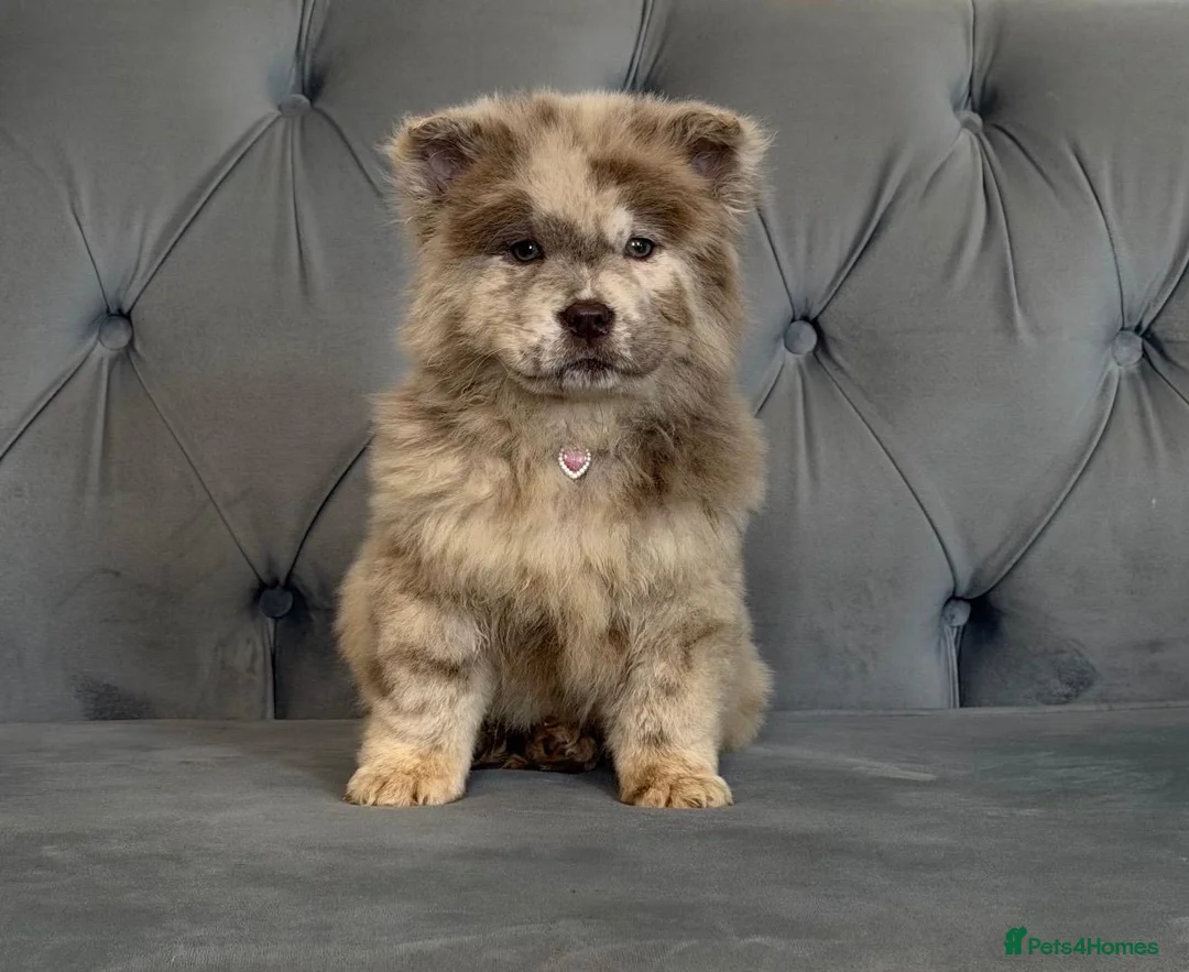 Chow Chow dogs for sale: Stunning exotic colour chowski puppies for sale  - Advert 2