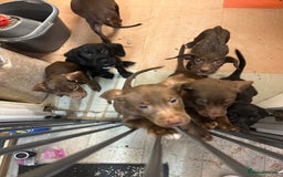 Mixed Breed dogs for sale: American pocket bully x labradoodle  - Image 10