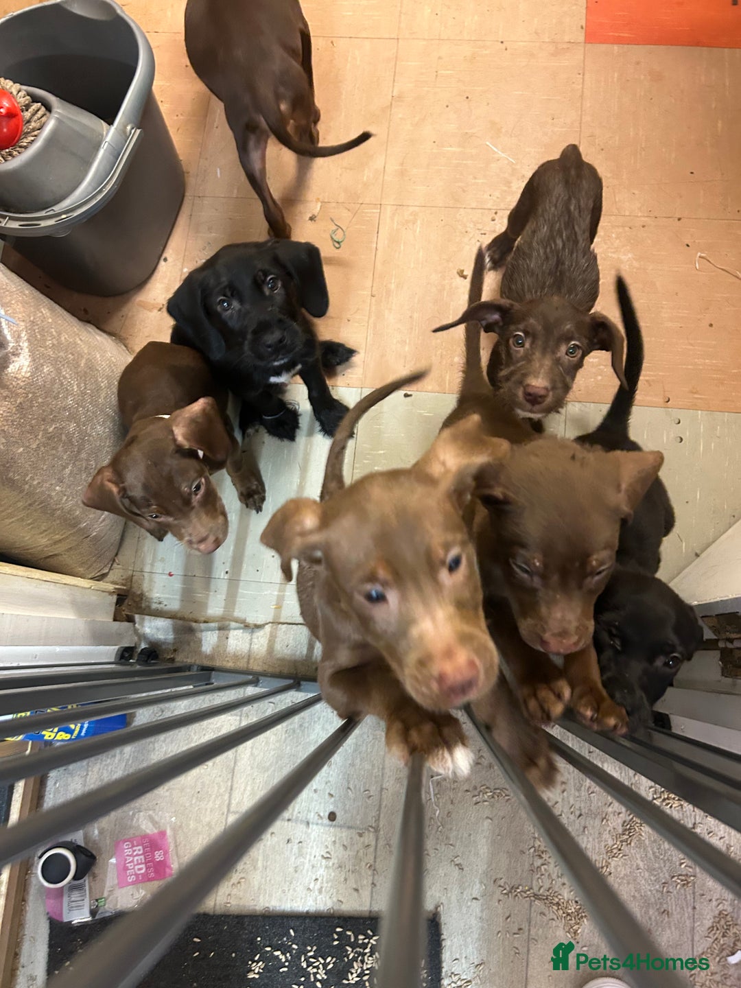 Mixed Breed dogs for sale: American pocket bully x labradoodle  - Image 10