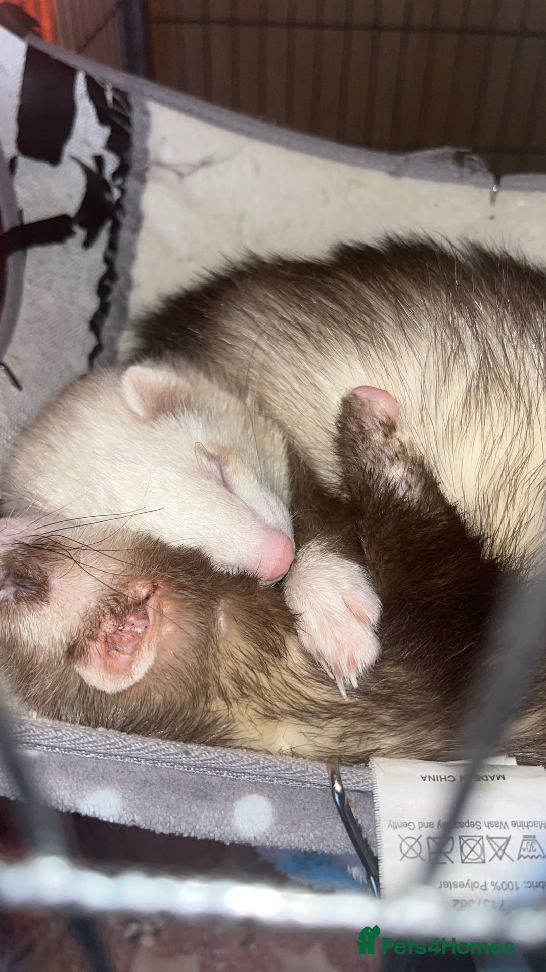 Ferret rodents for sale: Ferret  - Advert 2