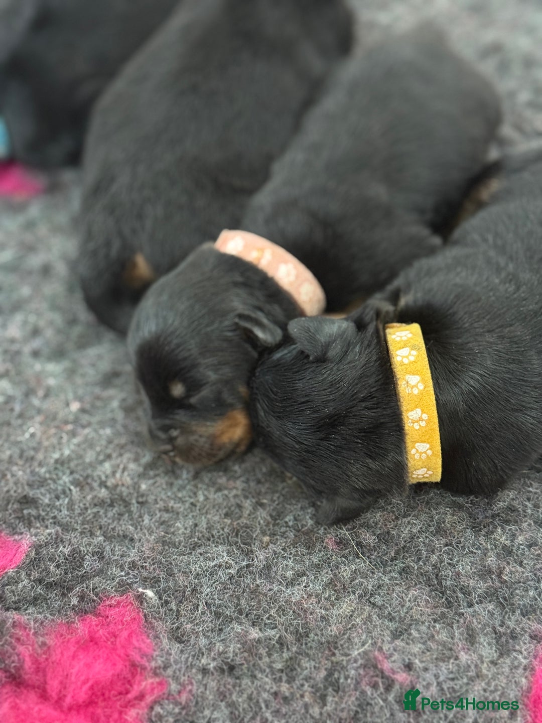 Rottweiler dogs for sale: Beautiful KC registered Rottweiler puppies  - Image 5