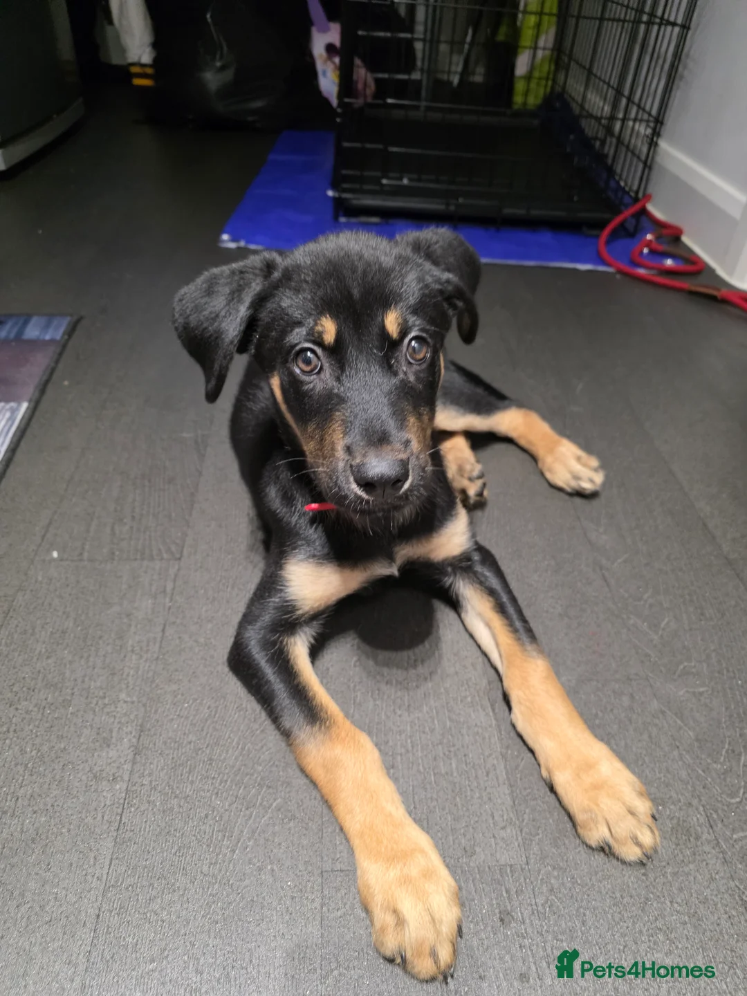 Mixed Breed dogs for sale: Red puppy for rehome  - Advert 1