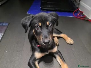 Mixed Breed dogs Red puppy for rehome - Advert 1