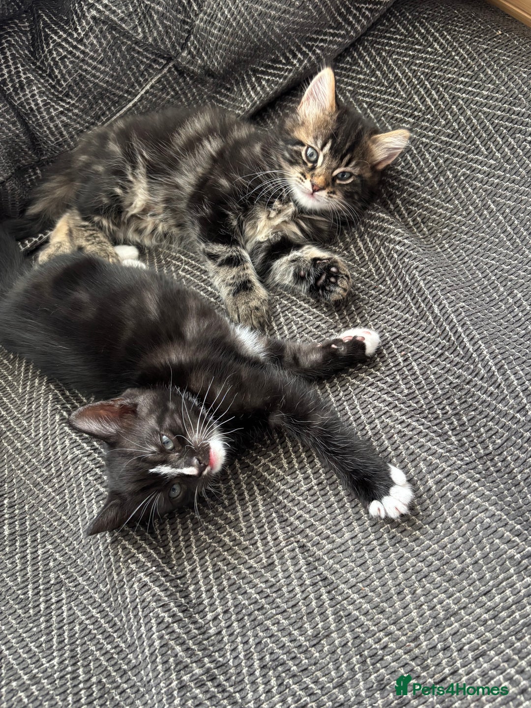 Scottish Fold cats for sale: Scottish fold cross - Image 4