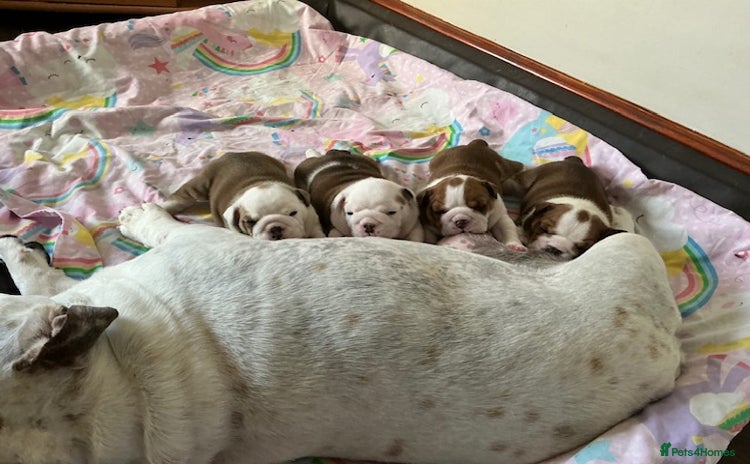 English Bulldog dogs - Advert 2