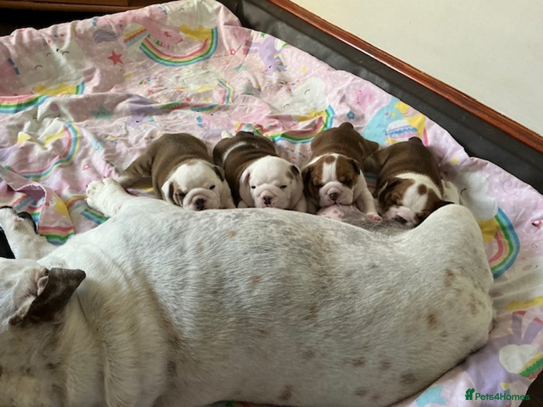 English Bulldog dogs for sale: Kennel Club Registered Standard Colour Bulldogs - Image 1
