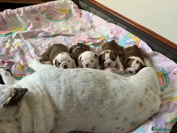 English Bulldog dogs - Advert 8