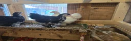 Chickens poultry for sale: Beautiful pekin batams - READY TO GO - Advert 3