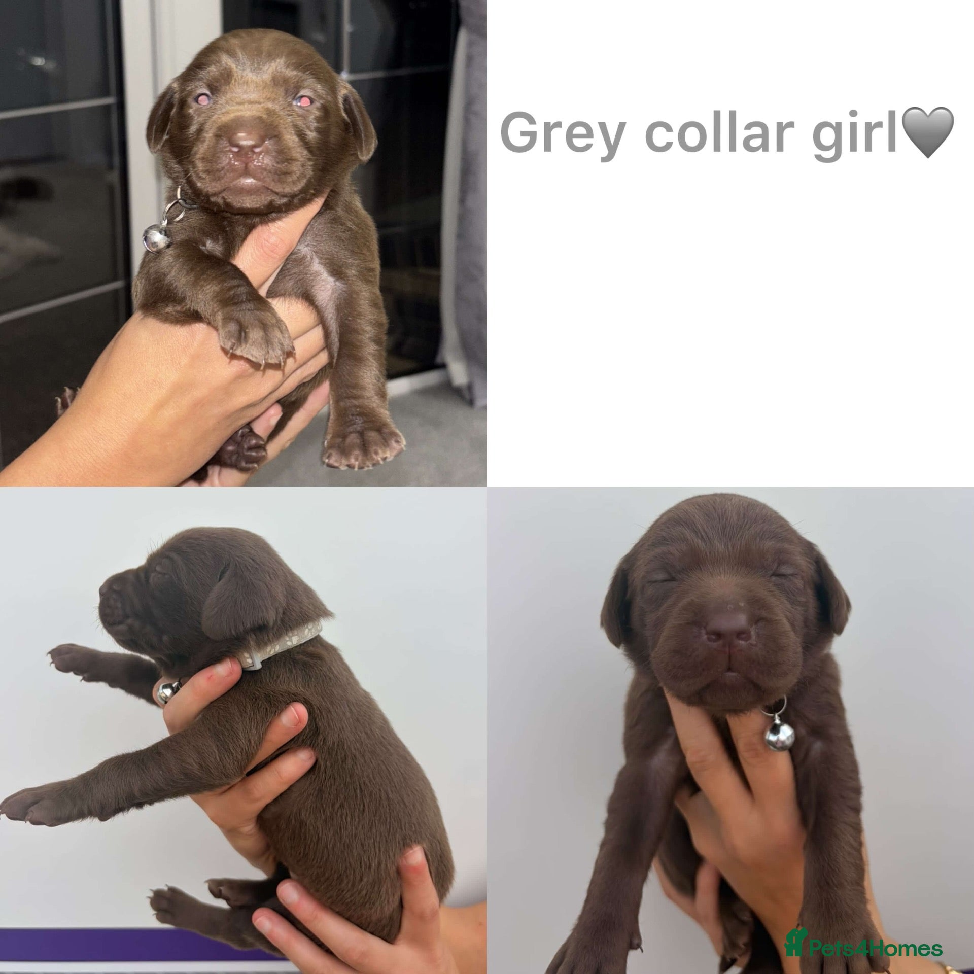 Labrador Retriever dogs Chocolate/Yellow/Black KC Reg Labrador Retrievers  - Advert 2