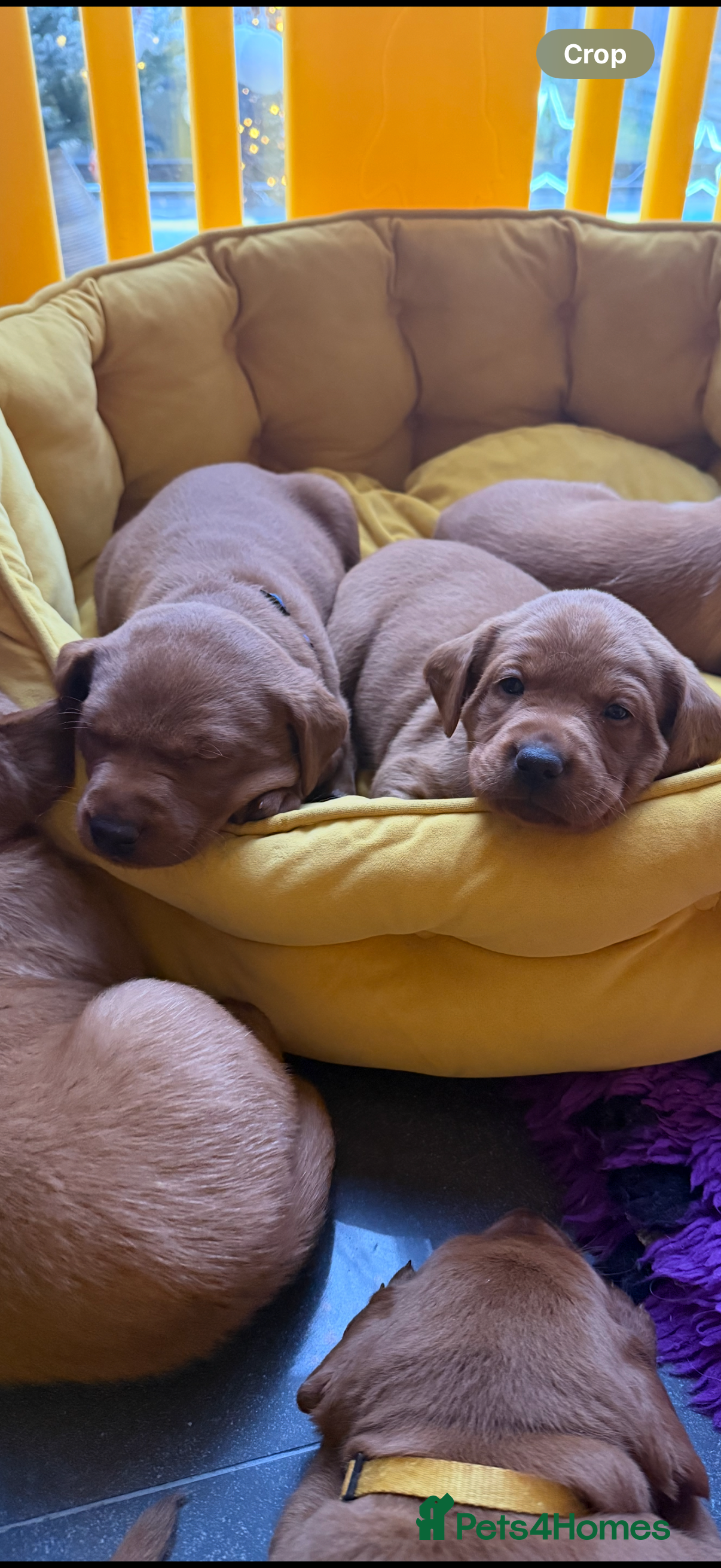 Labrador Retriever dogs Just a beautiful litter Deep reds  - Advert 4