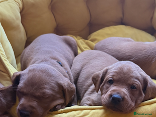 Labrador Retriever dogs Just a beautiful litter Deep reds - Advert 2