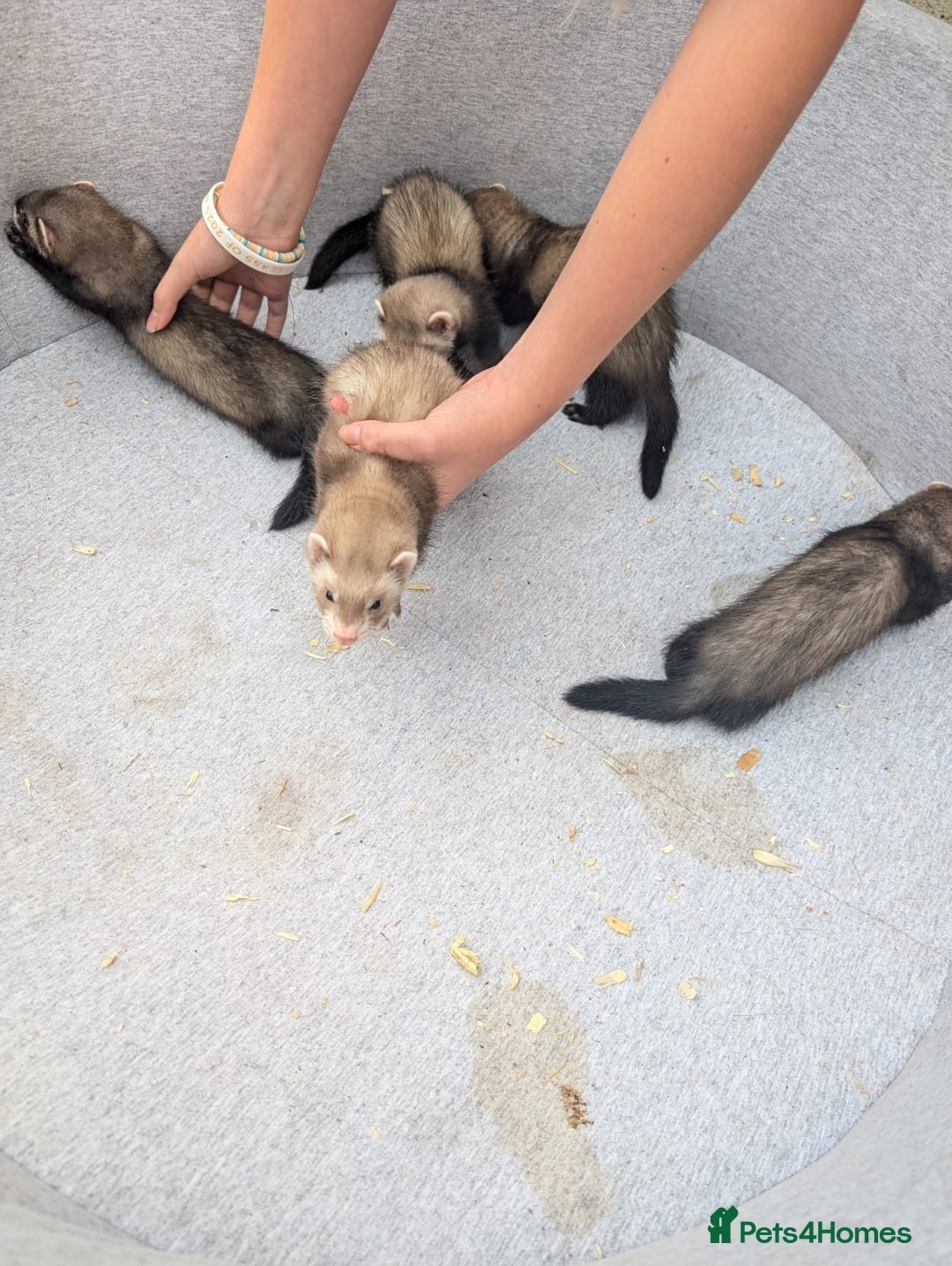Ferret rodents for sale: Baby ferrets - Image 2
